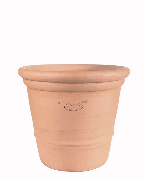 POT CAMELIA POT CAMELIA
