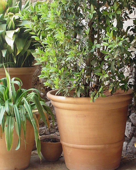 POT CAMELIA POT CAMELIA