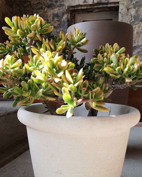 VASE JASMIN
