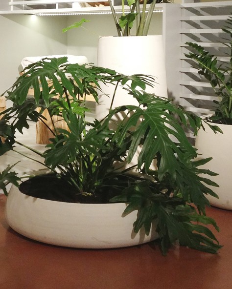 ULURU VASQUE OR BASIN