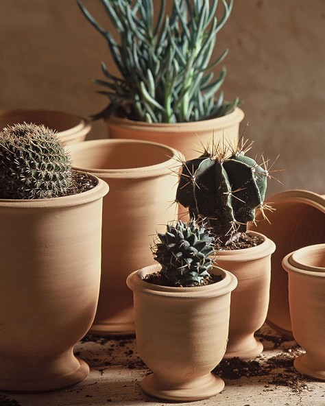POT BASILIC