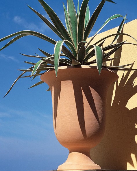 VASE AZALEE