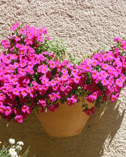 Applique Primevère
