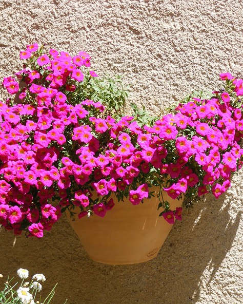 Applique Primevère Applique Primevère