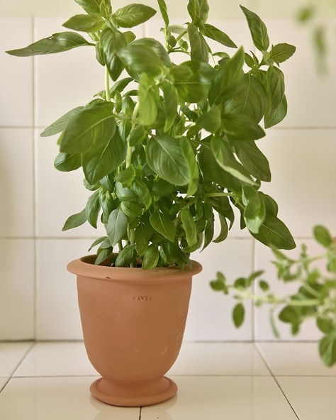 POT BASILIC POT BASILIC