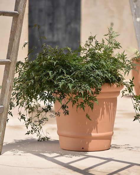 POT CAMELIA POT CAMELIA