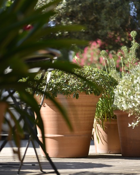 POT CAMELIA POT CAMELIA