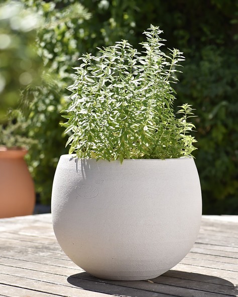 VASE COSMOS