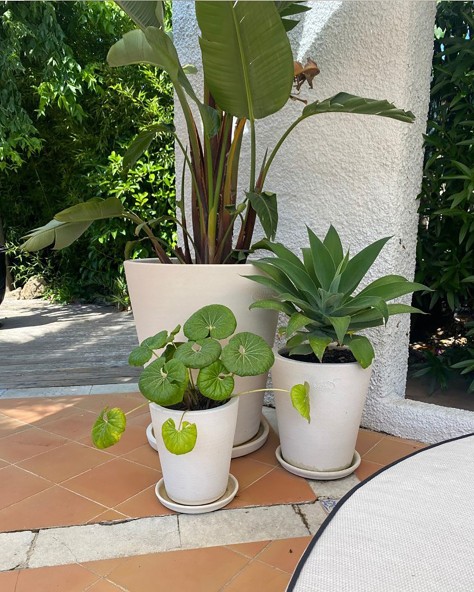 Smooth Cycas
