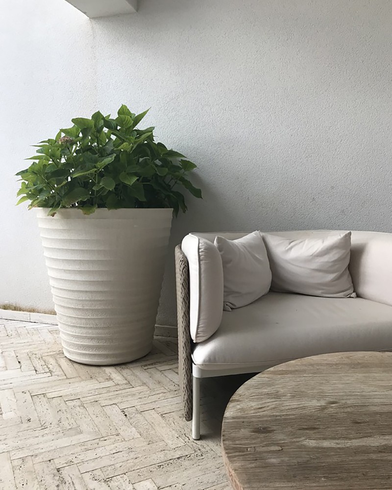 POT CYCAS STRIE
