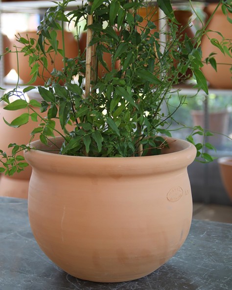 VASE JONQUILLE
