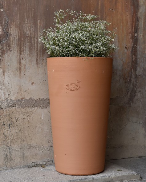 POT CYCAS FIN