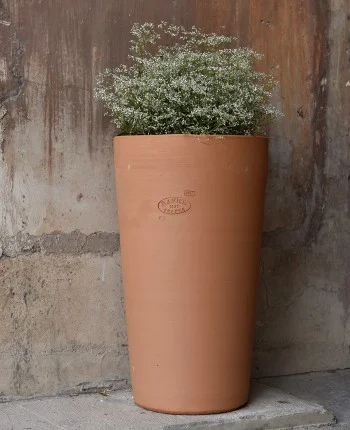 POT CYCAS FIN