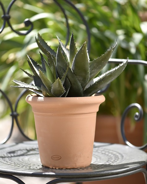 POT CAPUCINE
