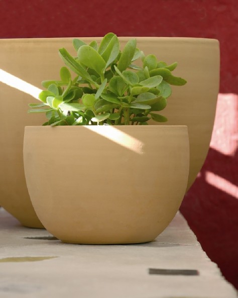 VASE JACINTHE