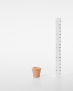 POT CAMELIA