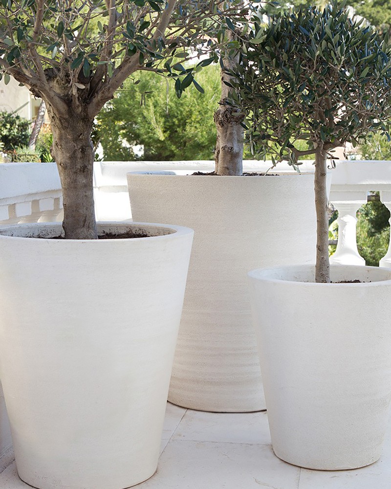 POT CYCAS LISSE