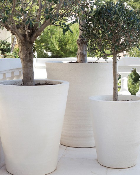POT CYCAS LISSE