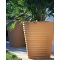 POT CYCAS STRIE