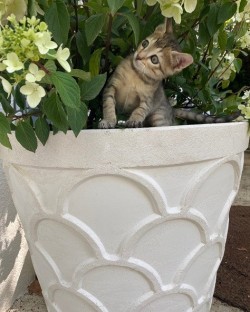 Jac