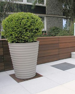 POT CYCAS STRIE