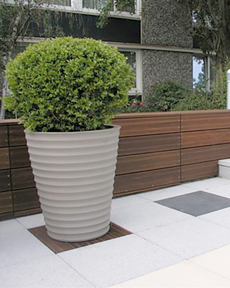 POT CYCAS STRIE