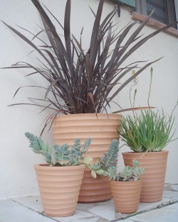 POT CYCAS STRIE