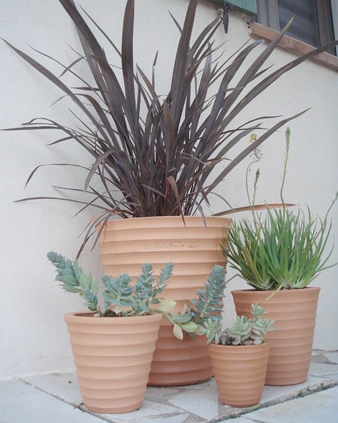 POT CYCAS STRIE