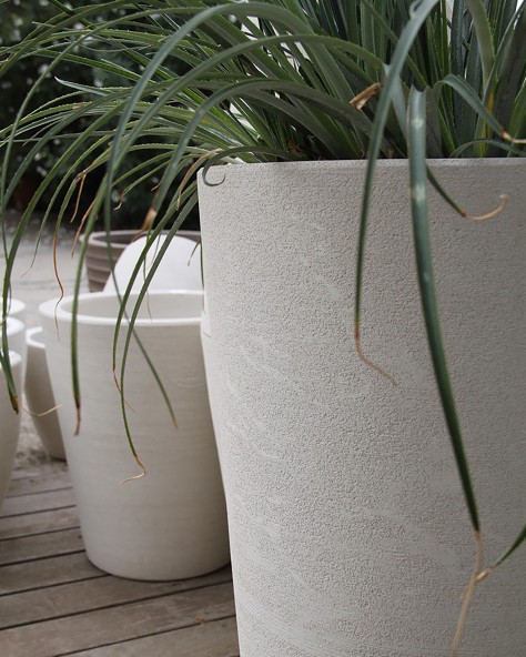 POT CYCAS FIN POT CYCAS FIN