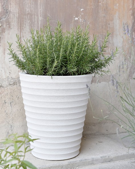 POT CYCAS STRIE