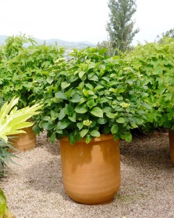 VASE BUIS LISSE