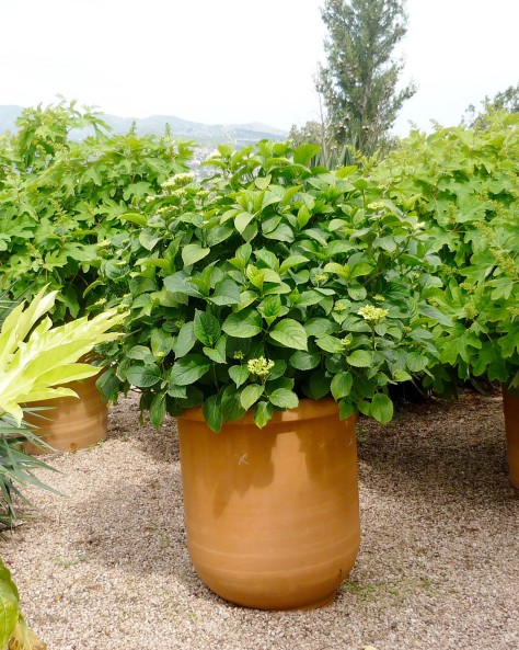 VASE BUIS LISSE