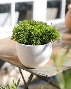 VASE JACINTHE