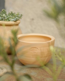 VASE JACINTHE
