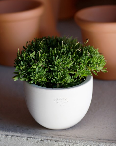 VASE JACINTHE VASE JACINTHE