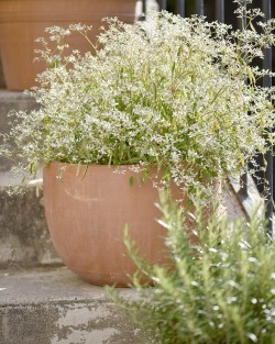 VASE JACINTHE