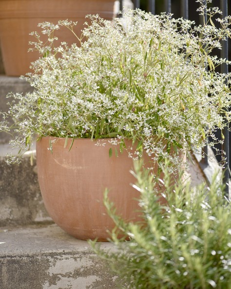 VASE JACINTHE VASE JACINTHE
