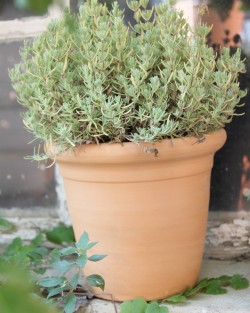 POT CAPUCINE