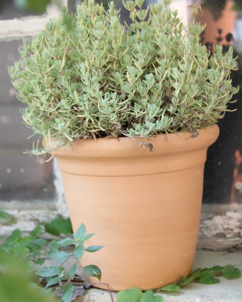 POT CAPUCINE POT CAPUCINE