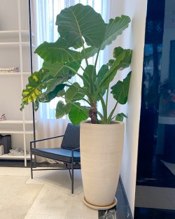VASE LANTANA