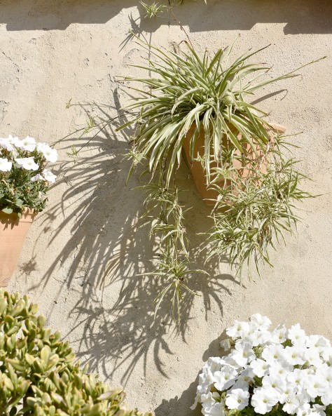 Applique Primevère Applique Primevère