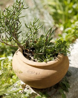 Pottery Papyrus Lisse