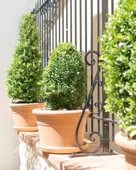 POT HORTENSIA