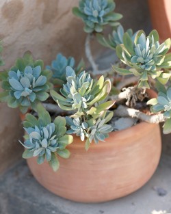 VASE JONQUILLE