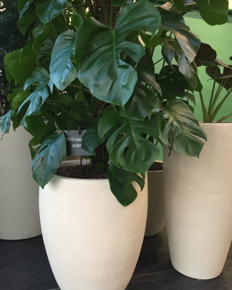 POT CACTUS