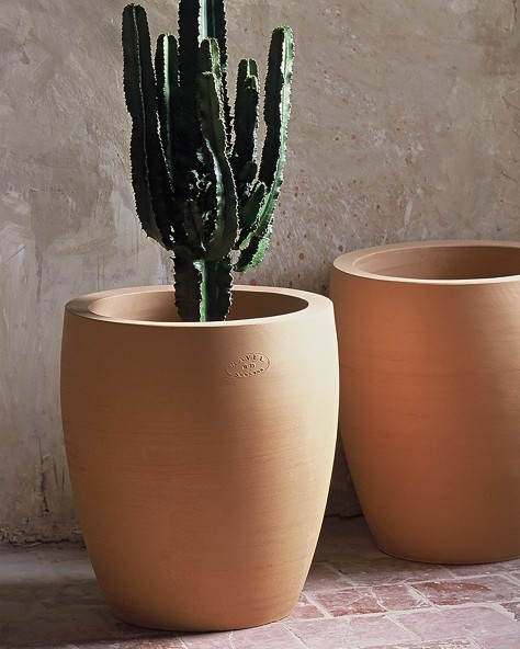 POT CACTUS
