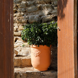 Planting and maintenance