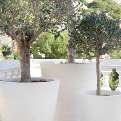 Which terracotta pot should you choose for a Mediterranean plant?