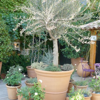Potted Olive Tree: Care Tips for Its Well-being