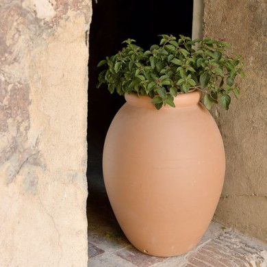 Which plant should you choose for a Ravel jar?